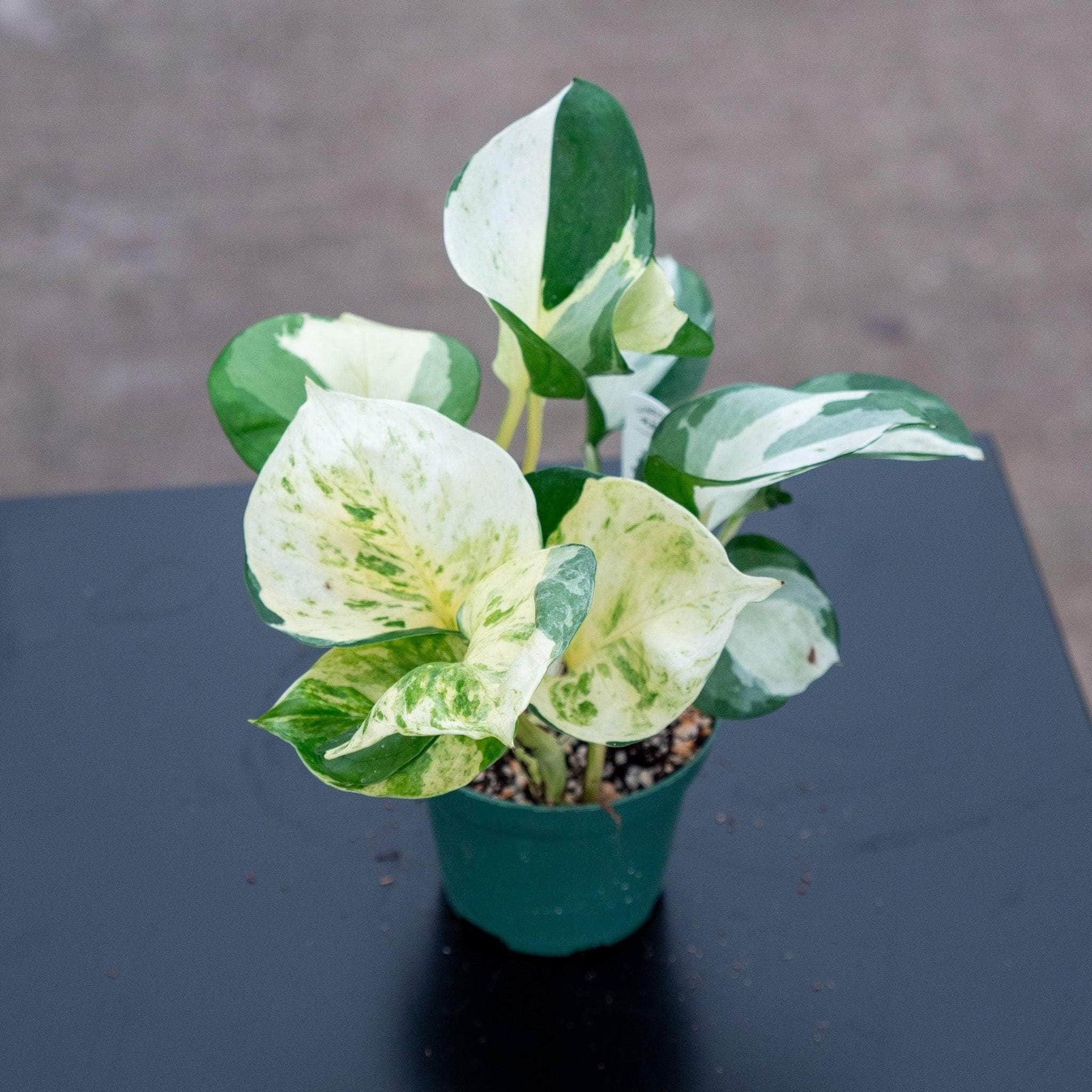 Pothos, Epipremnum Aureum 'manjula' - View 40 from www redcrocus com