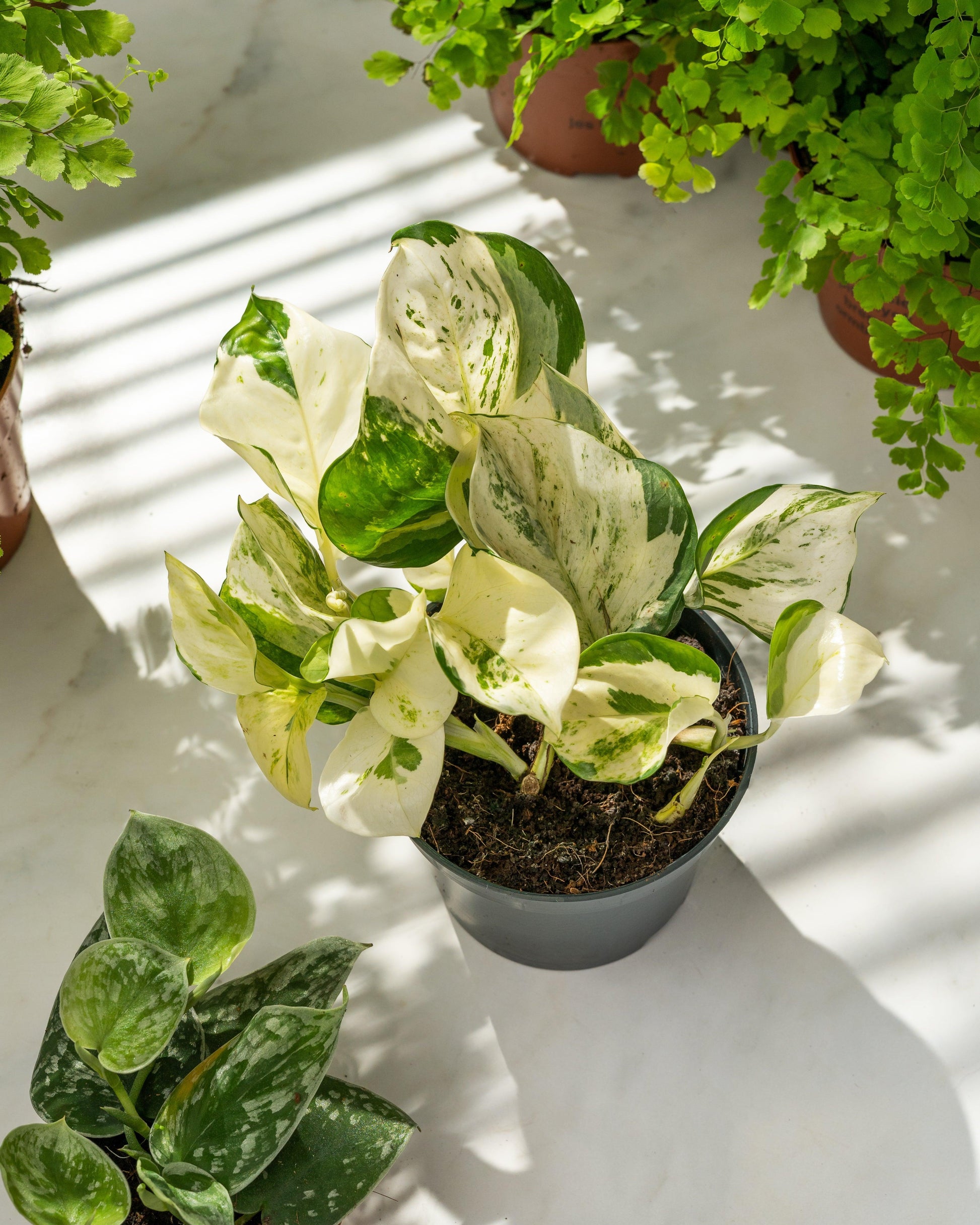 Pothos, Epipremnum Aureum 'manjula' - View 4 from www redcrocus com