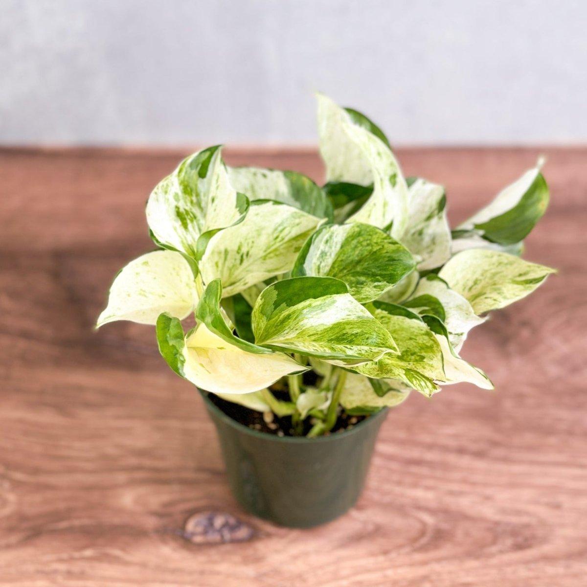 Pothos, Epipremnum Aureum 'manjula' - View 5 from www redcrocus com