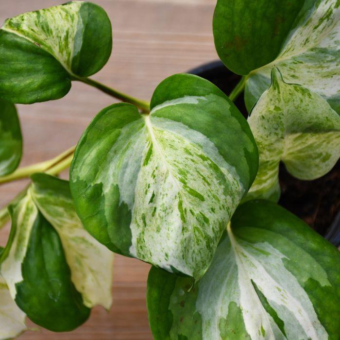 Pothos, Epipremnum Aureum 'manjula' - View 7 from www redcrocus com