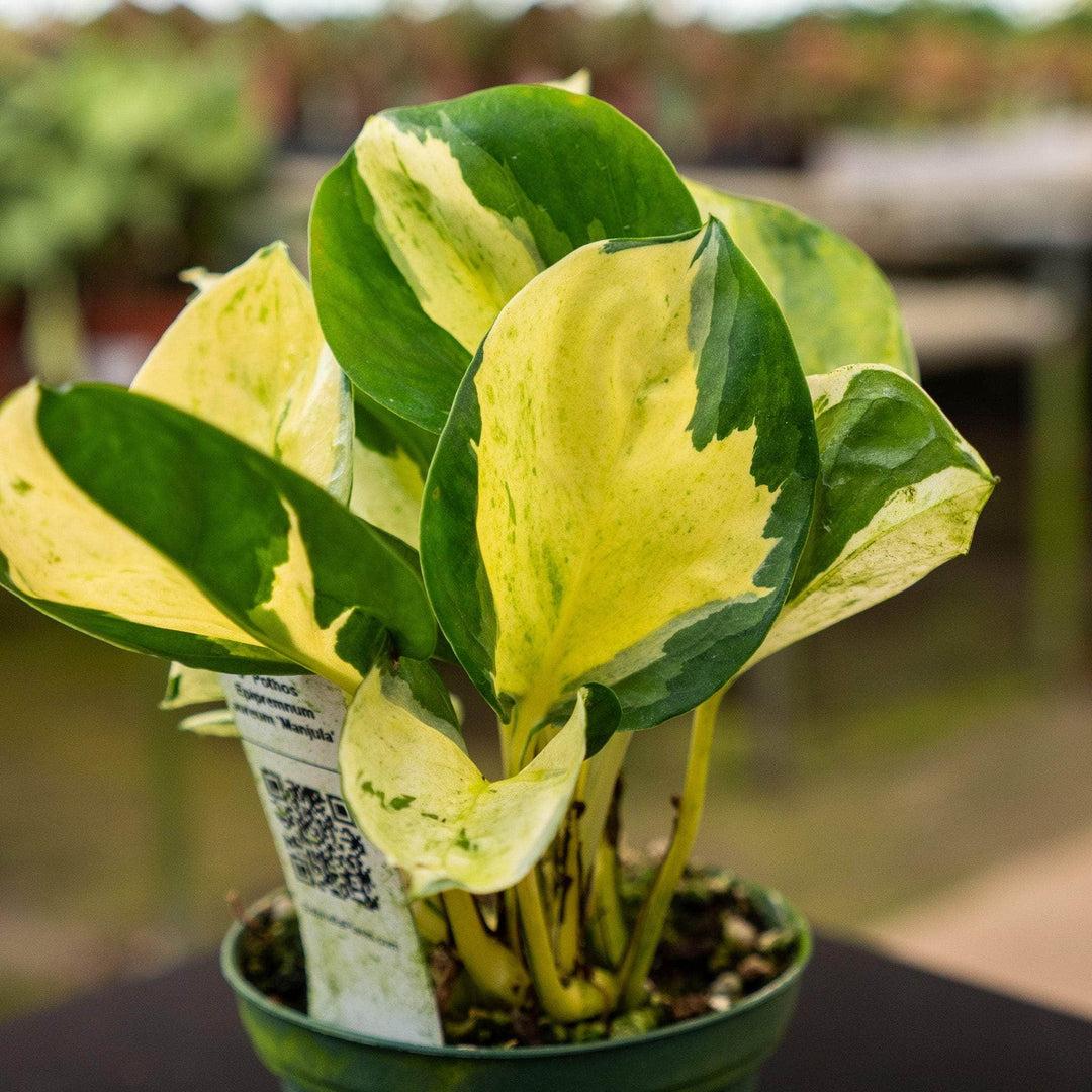 Pothos, Epipremnum Aureum 'manjula' - View 9 from www redcrocus com