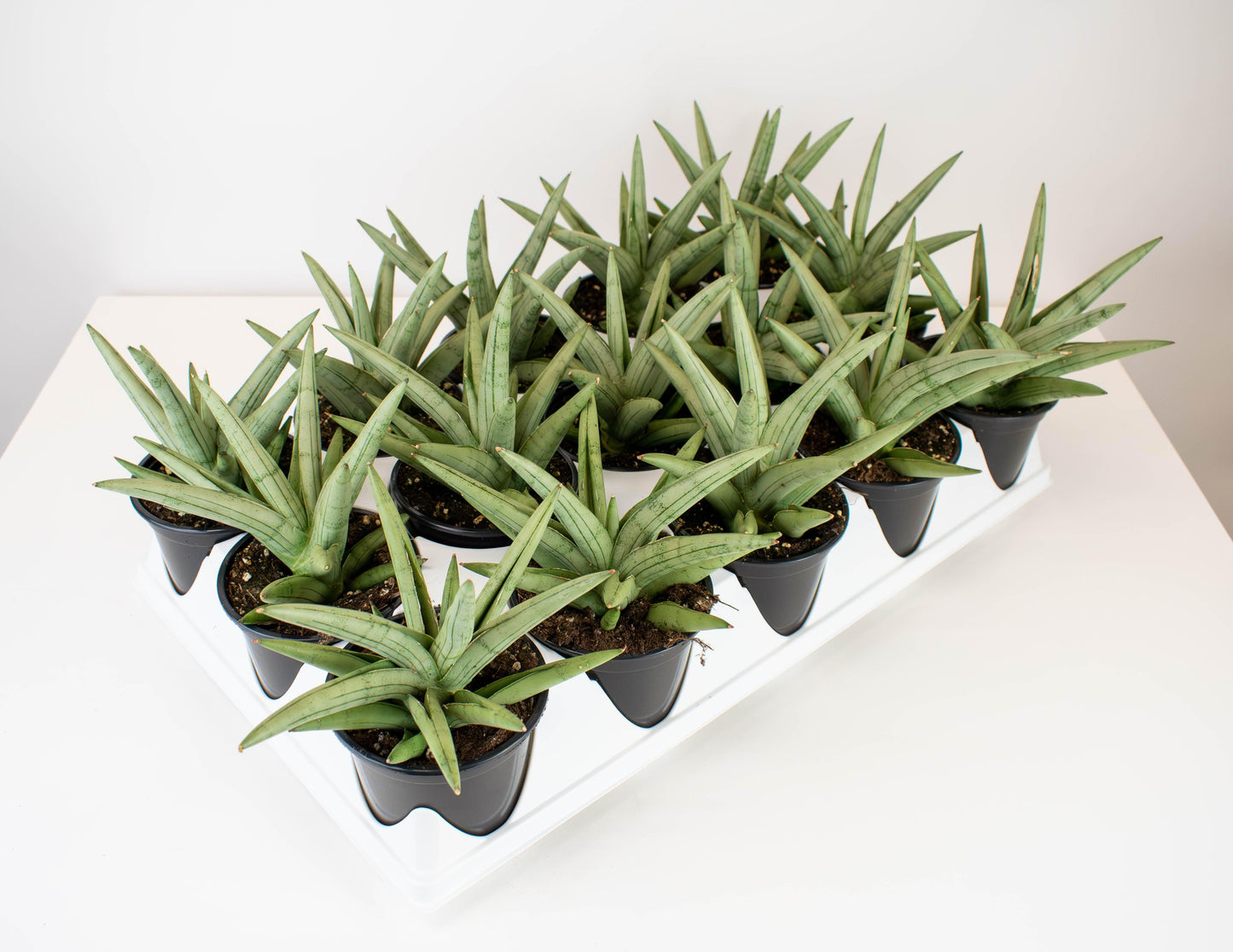 Sansevieria 'silver Crown' - View 11 from www redcrocus com