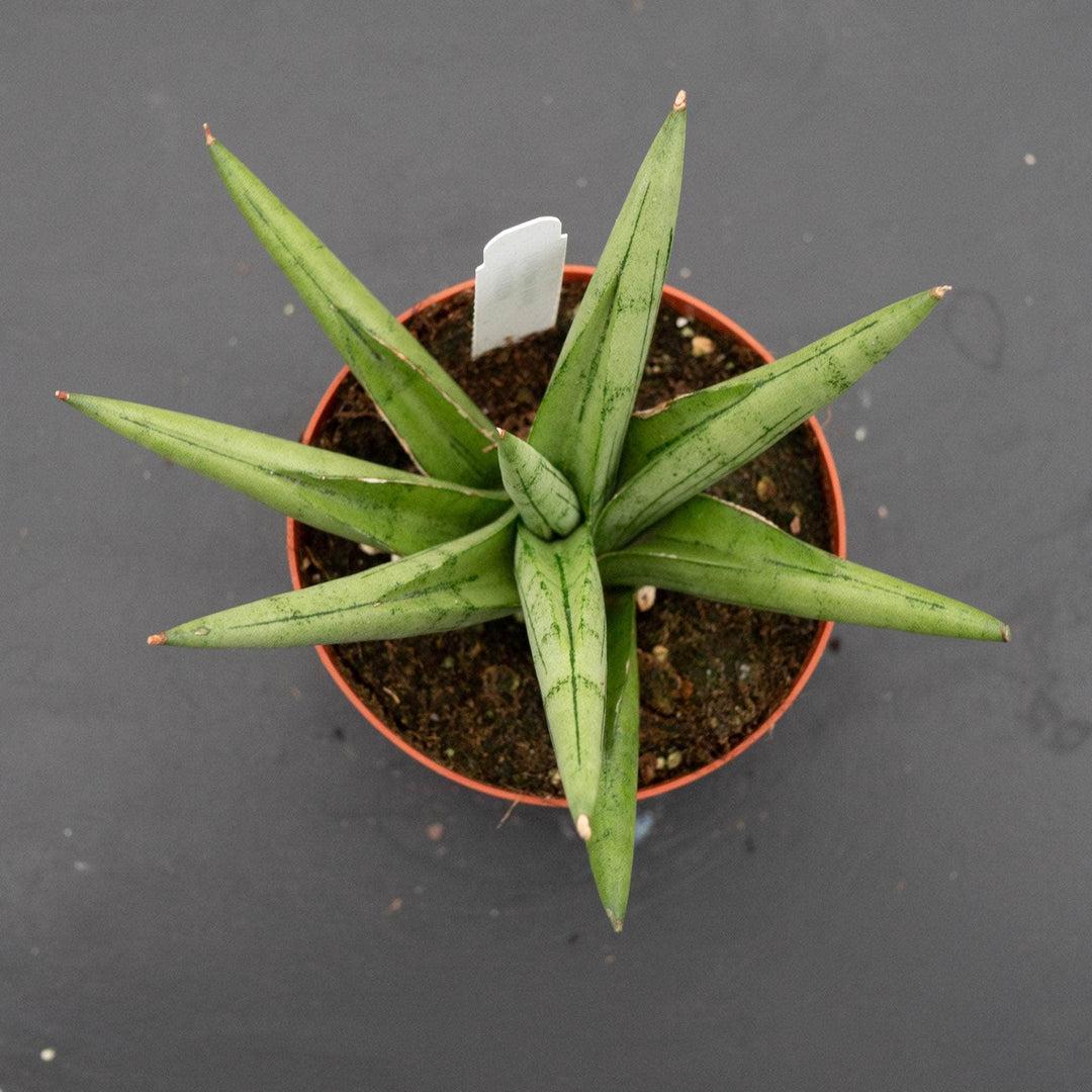Sansevieria 'silver Crown' - View 13 from www redcrocus com