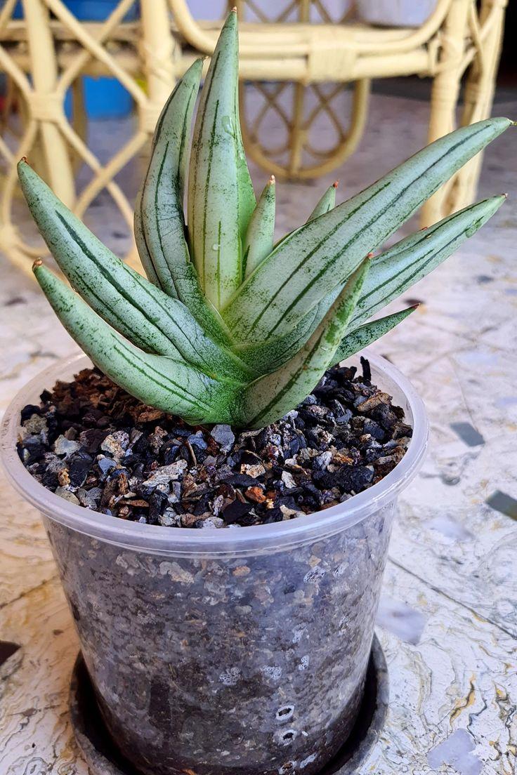 Sansevieria 'silver Crown' - View 15 from www redcrocus com