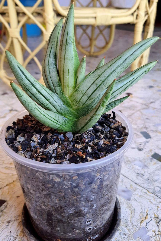 Sansevieria 'silver Crown' - View 15 from www redcrocus com