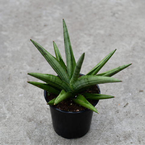 Sansevieria 'silver Crown' - View 17 from www redcrocus com