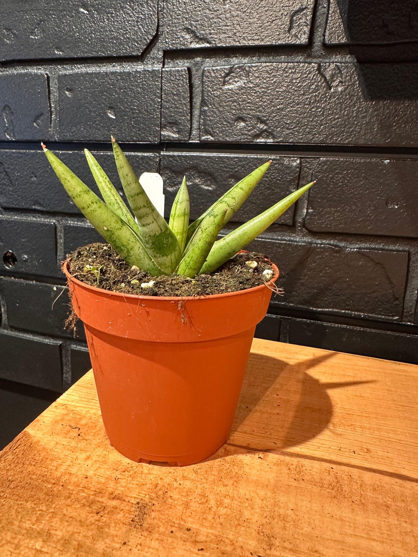 Sansevieria 'silver Crown' - View 19 from www redcrocus com