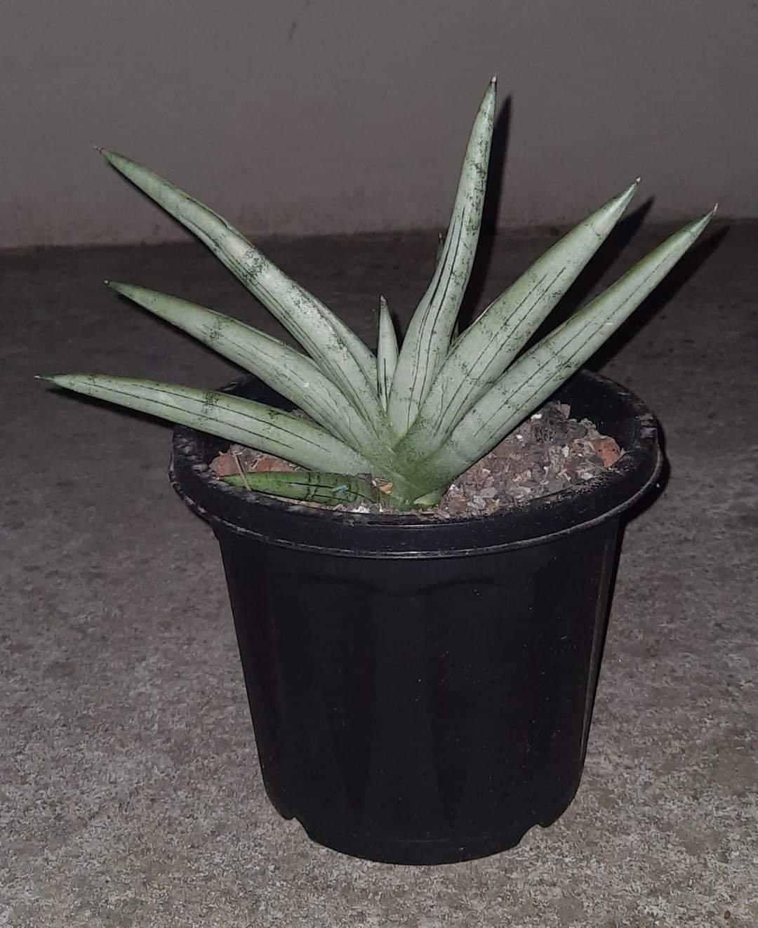 Sansevieria 'silver Crown' - View 22 from www redcrocus com
