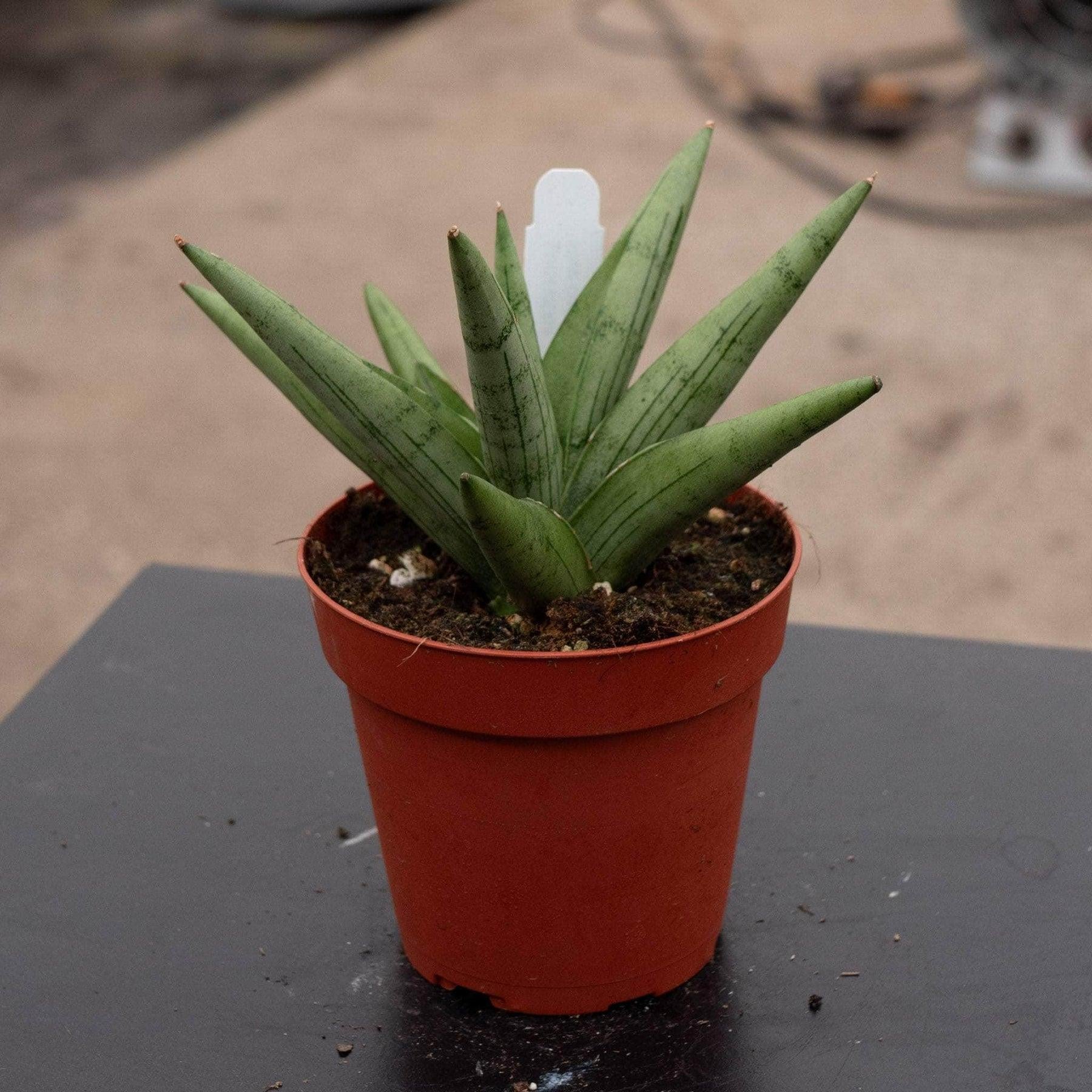 Sansevieria 'silver Crown' - View 23 from www redcrocus com