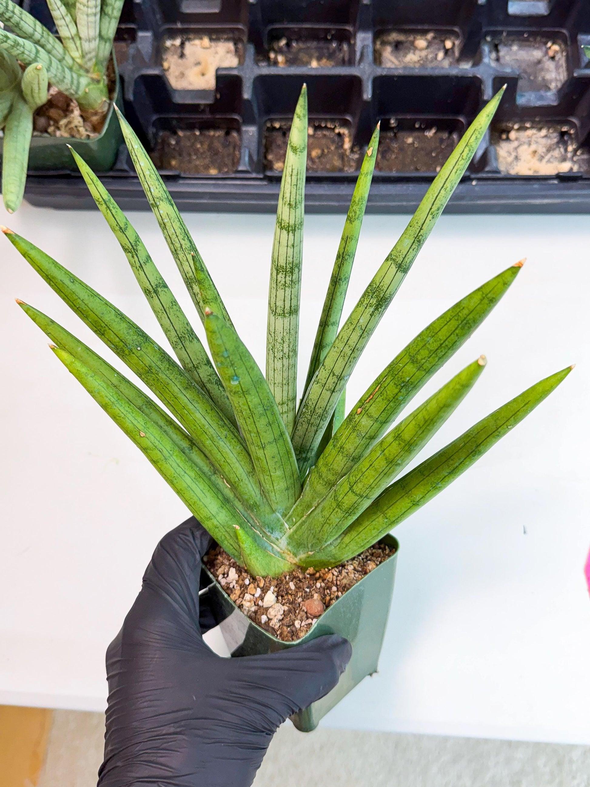 Sansevieria 'silver Crown' - View 24 from www redcrocus com