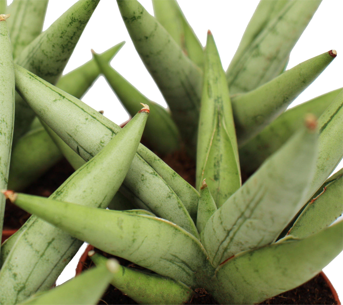 Sansevieria 'silver Crown' - View 25 from www redcrocus com