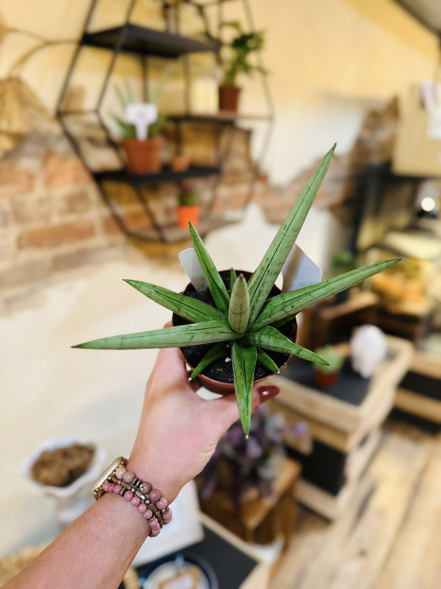 Sansevieria 'silver Crown' - View 26 from www redcrocus com