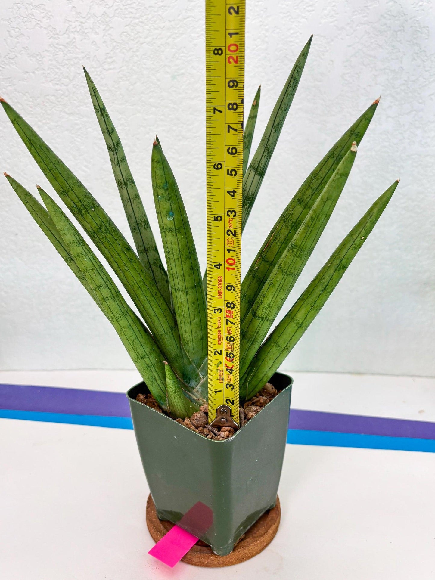 Sansevieria 'silver Crown' - View 27 from www redcrocus com