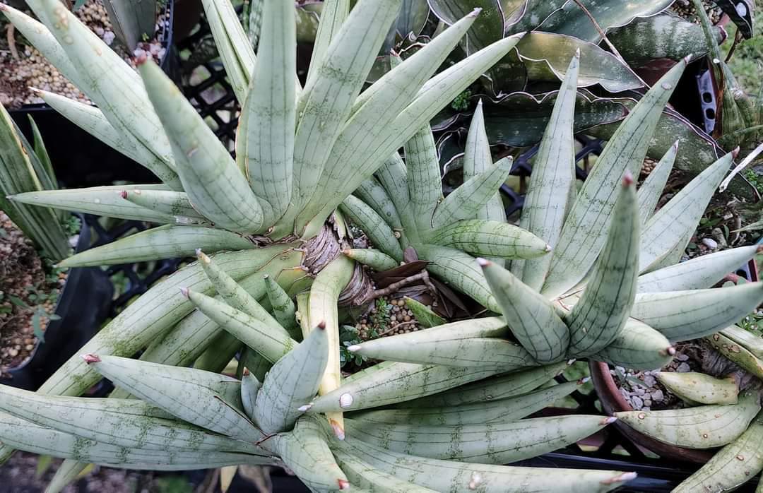 Sansevieria 'silver Crown' - View 2 from www redcrocus com