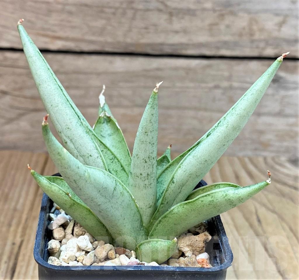 Sansevieria 'silver Crown' - View 3 from www redcrocus com