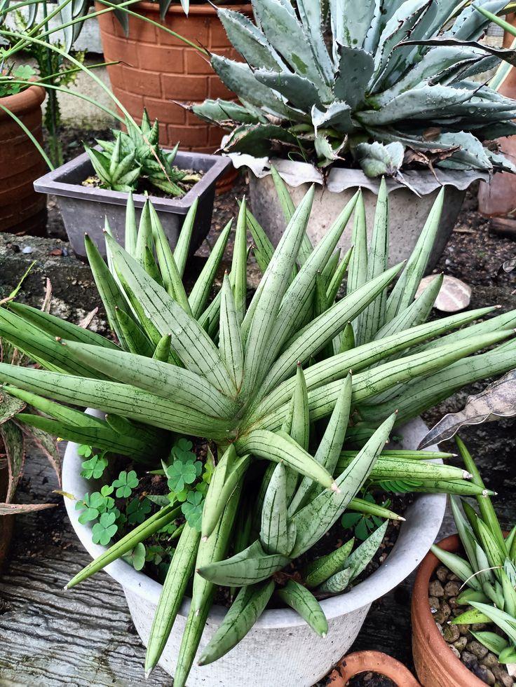 Sansevieria 'silver Crown' - View 6 from www redcrocus com