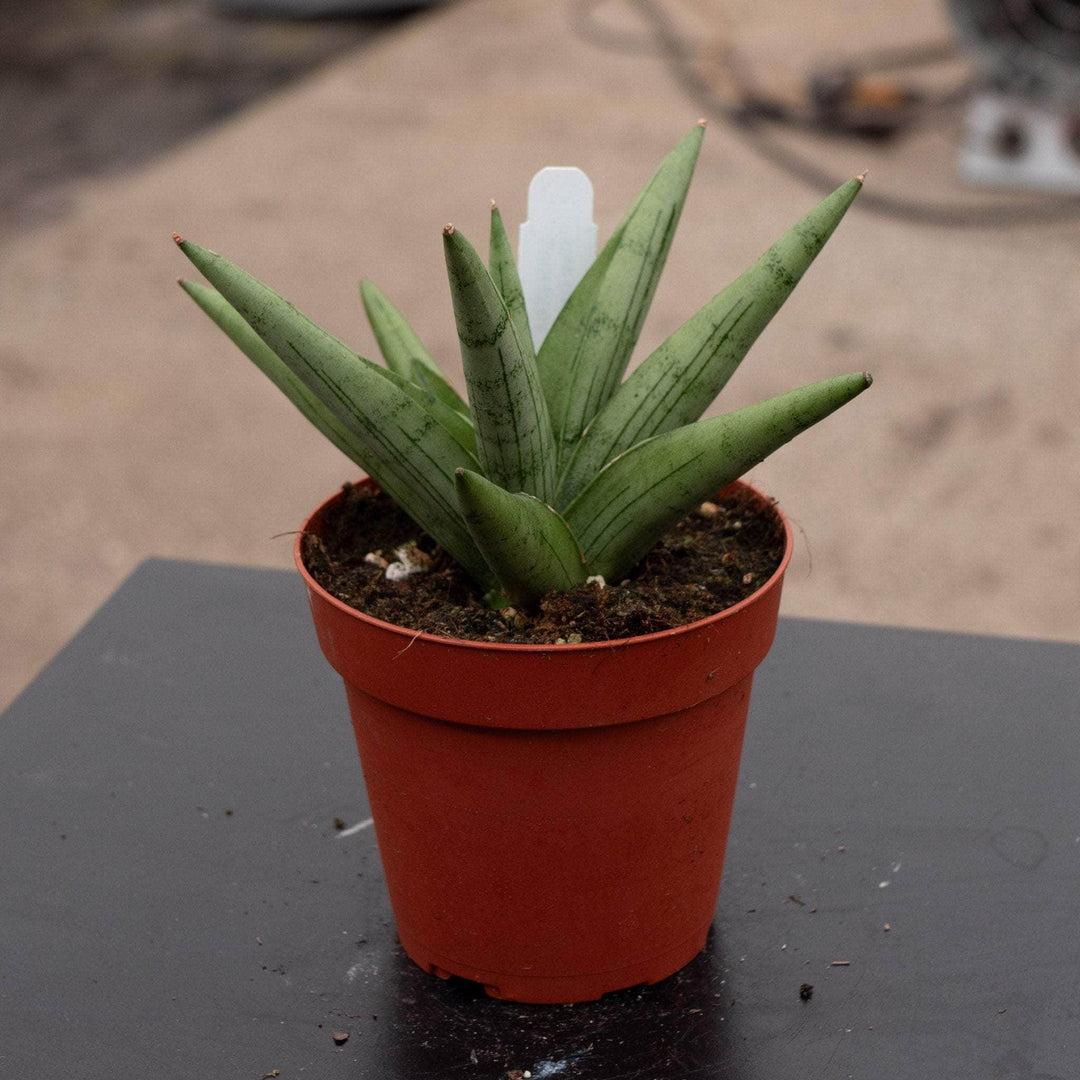 Sansevieria 'silver Crown' - View 7 from www redcrocus com