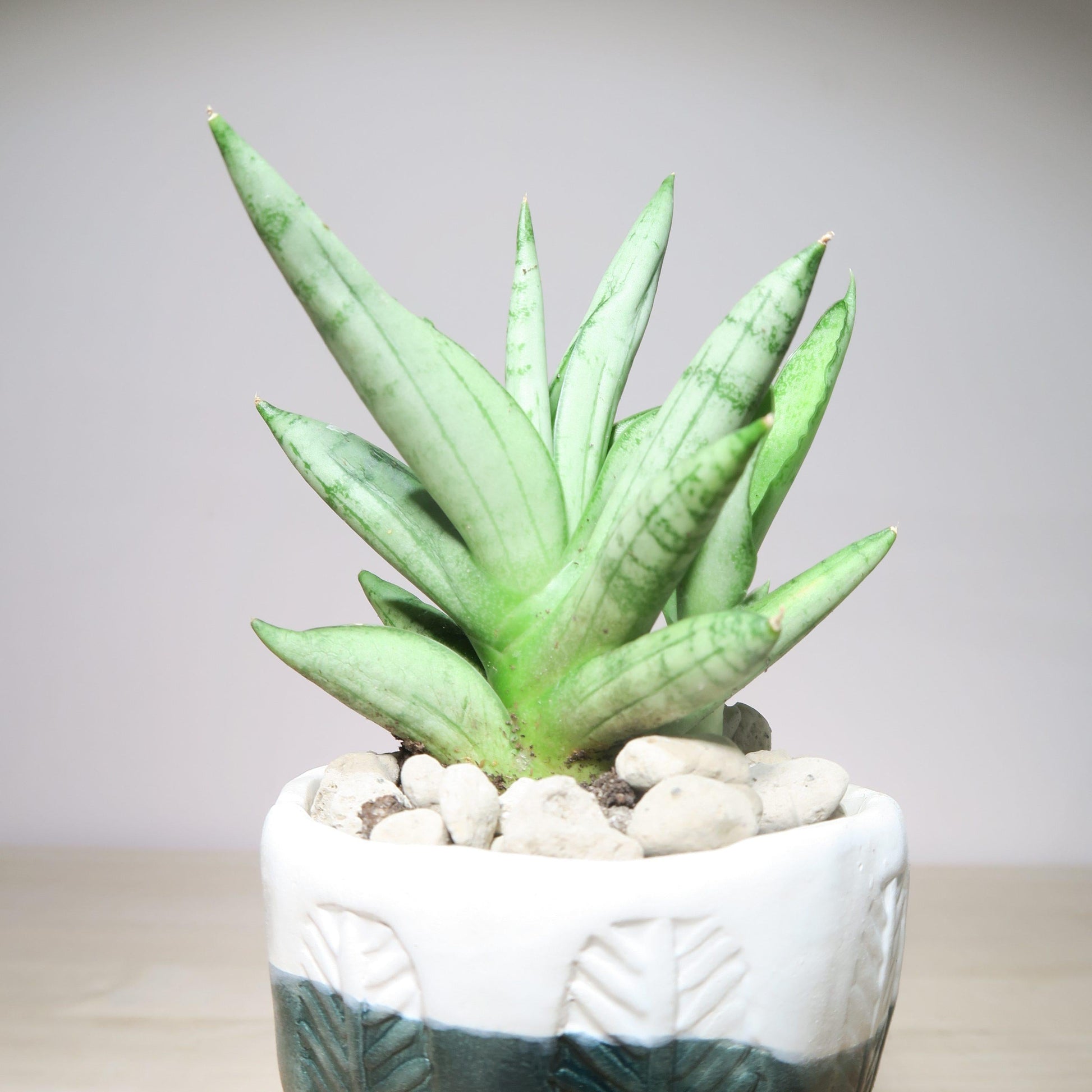 Sansevieria 'silver Crown' - View 8 from www redcrocus com