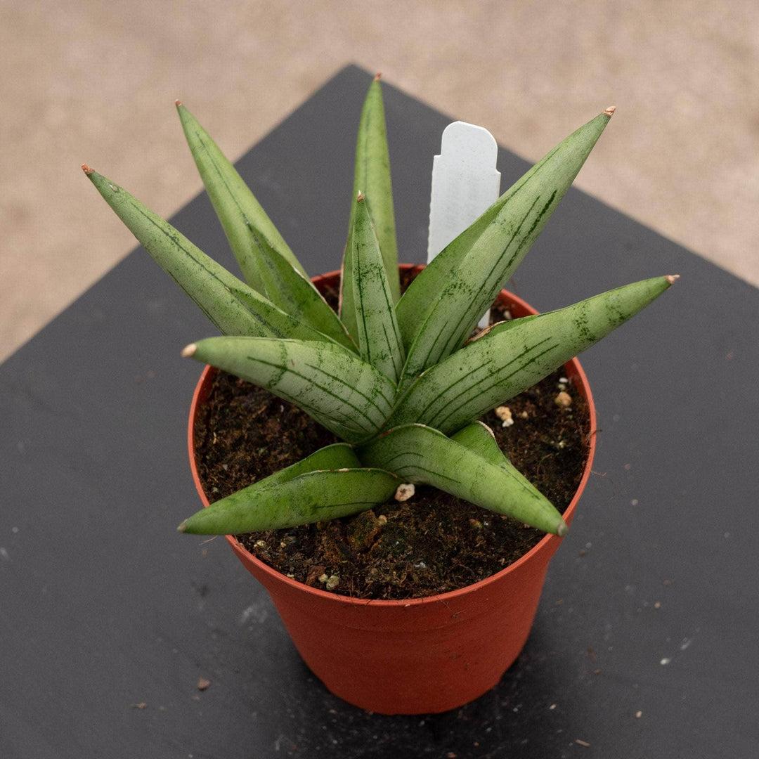 Sansevieria 'silver Crown' - View 9 from www redcrocus com