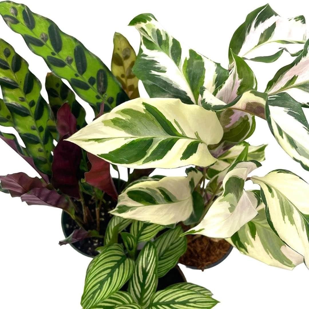Calathea, Assorted - View 11 from www redcrocus com