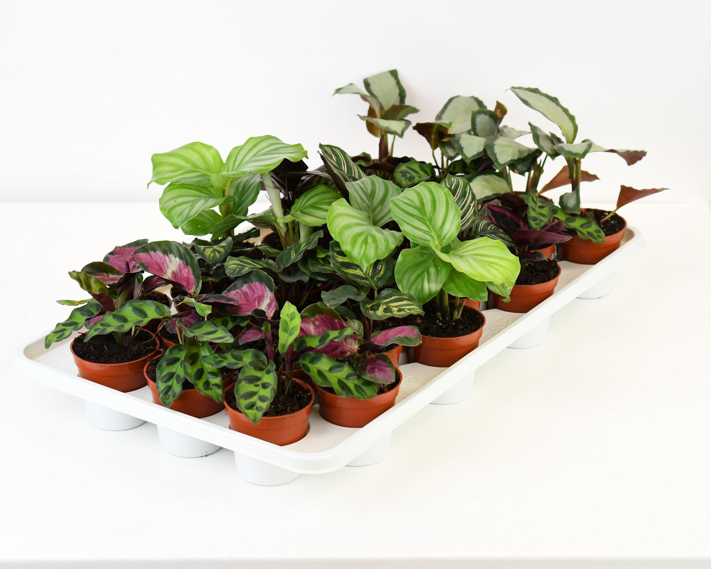 Calathea, Assorted - View 16 from www redcrocus com