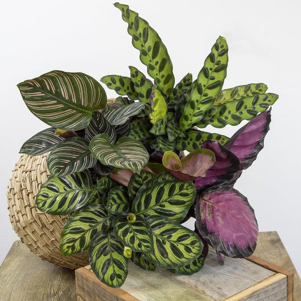 Calathea, Assorted - View 17 from www redcrocus com
