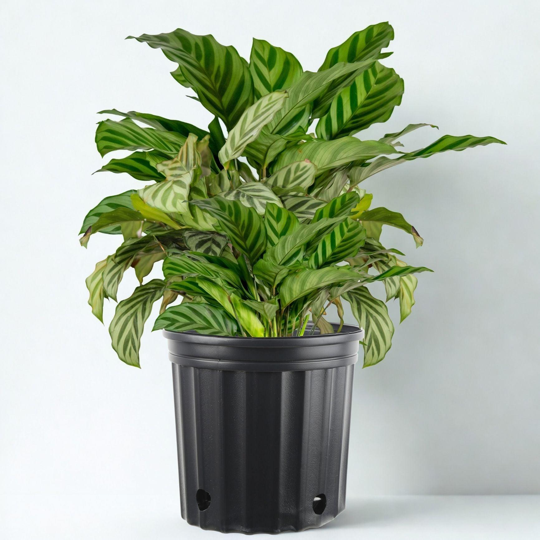 Calathea, Assorted - View 26 from www redcrocus com