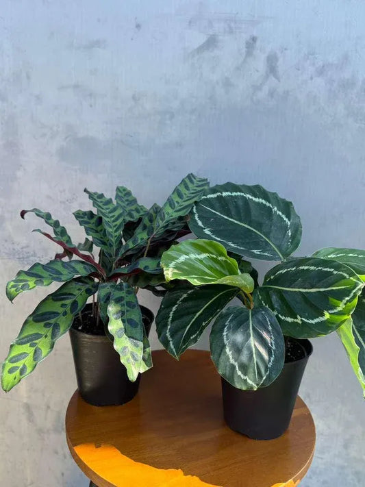 Calathea, Assorted - View 27 from www redcrocus com