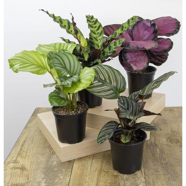 Calathea, Assorted - View 29 from www redcrocus com