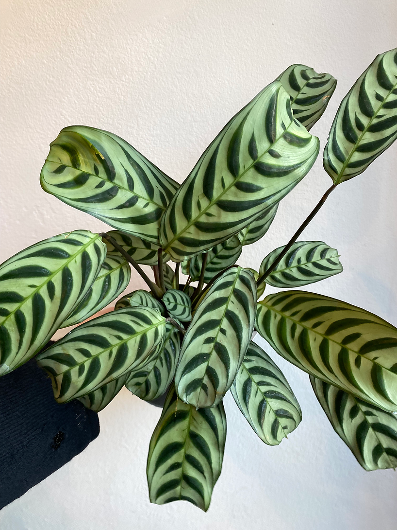 Calathea, Assorted - View 4 from www redcrocus com