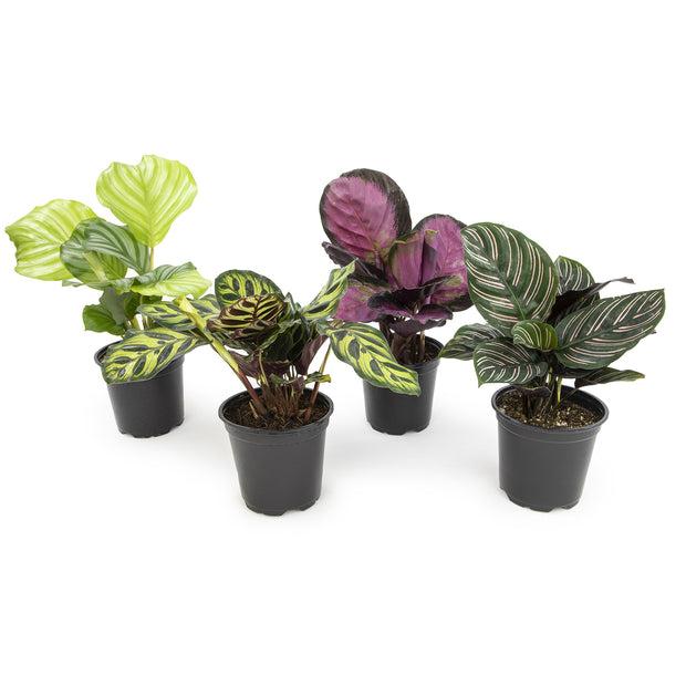 Calathea, Assorted - View 6 from www redcrocus com