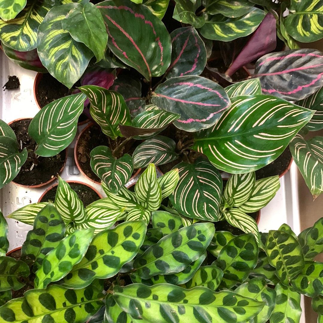 Calathea, Assorted - View 9 from www redcrocus com