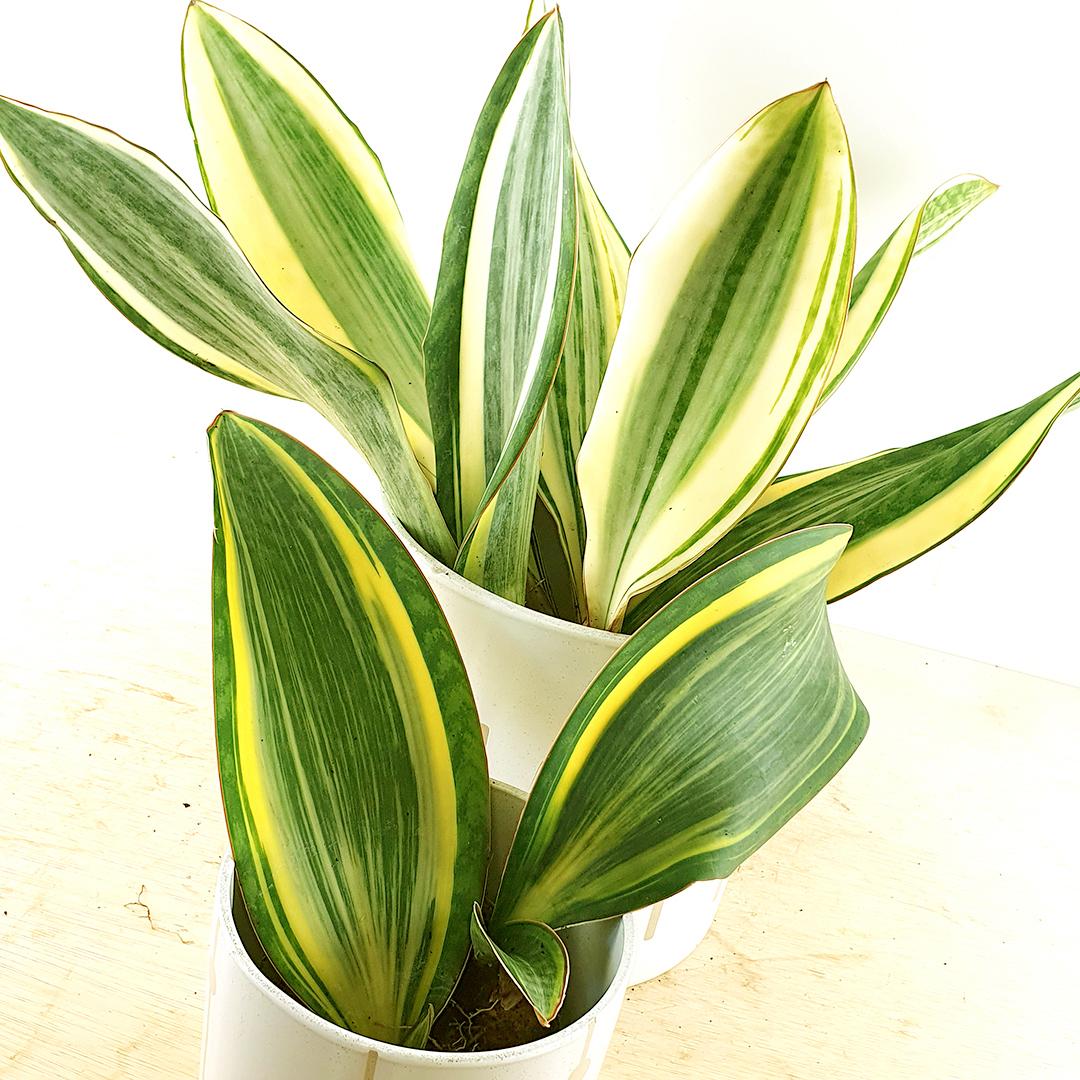 Sansevieria Masoniana - View 10 from www redcrocus com