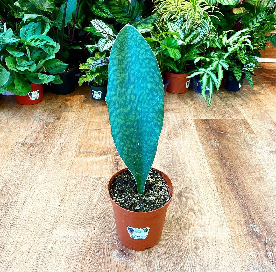 Sansevieria Masoniana - View 13 from www redcrocus com
