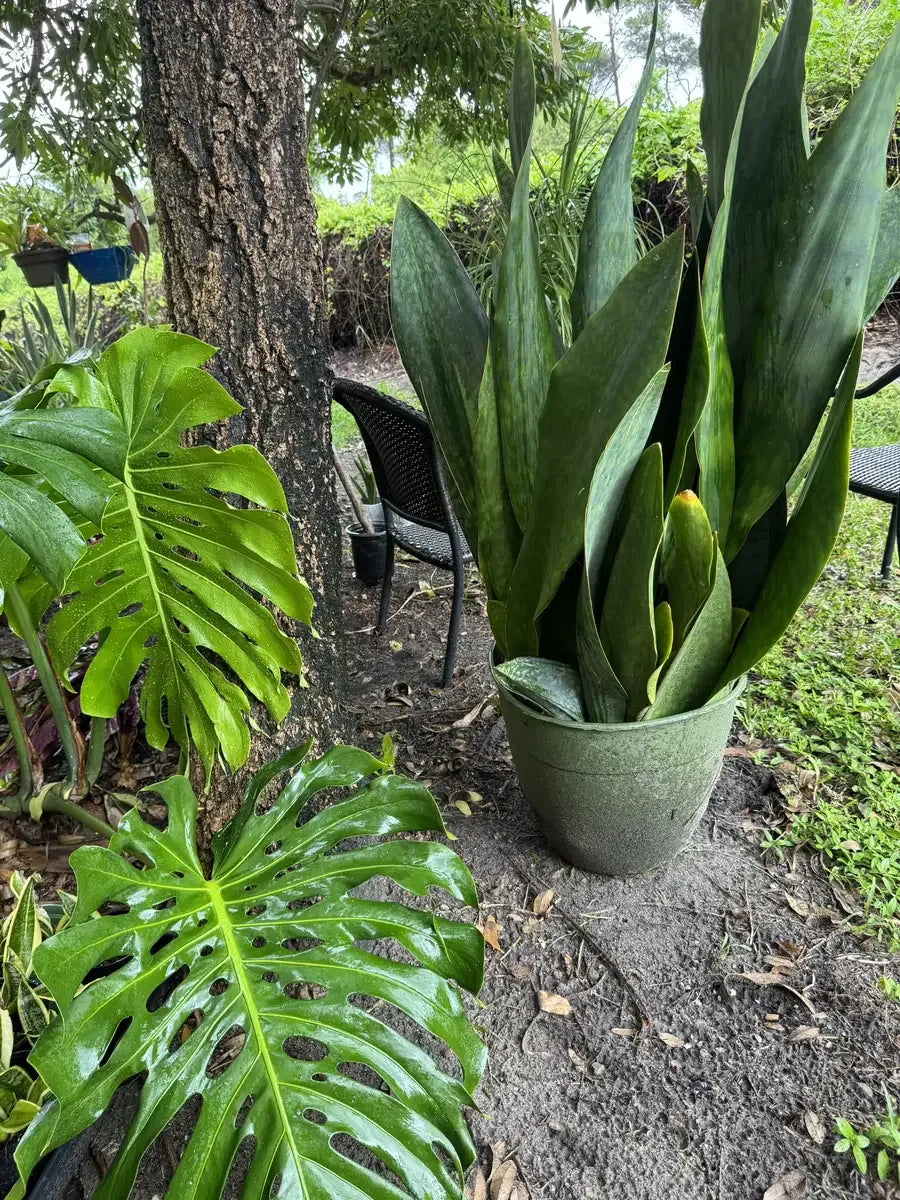 Sansevieria Masoniana - View 14 from www redcrocus com
