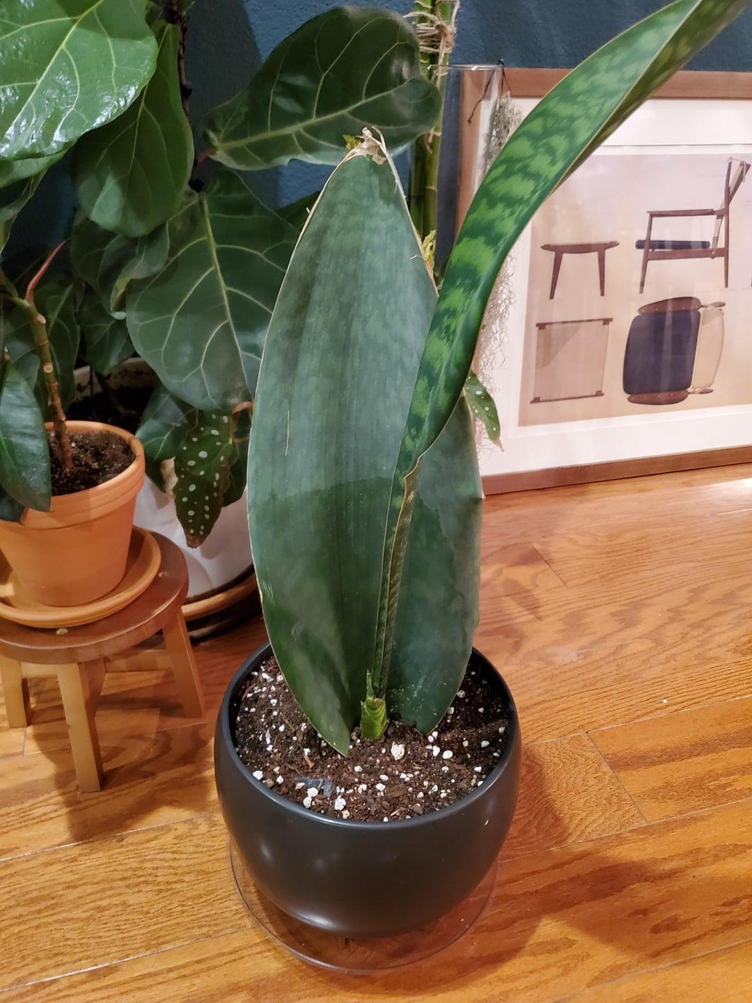 Sansevieria Masoniana - View 15 from www redcrocus com
