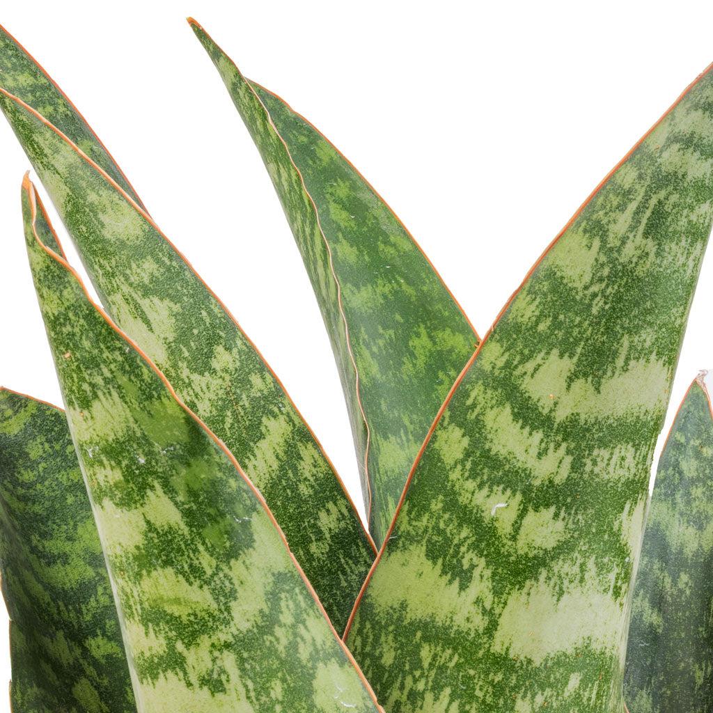 Sansevieria Masoniana - View 16 from www redcrocus com
