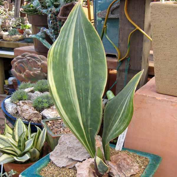 Sansevieria Masoniana - View 18 from www redcrocus com
