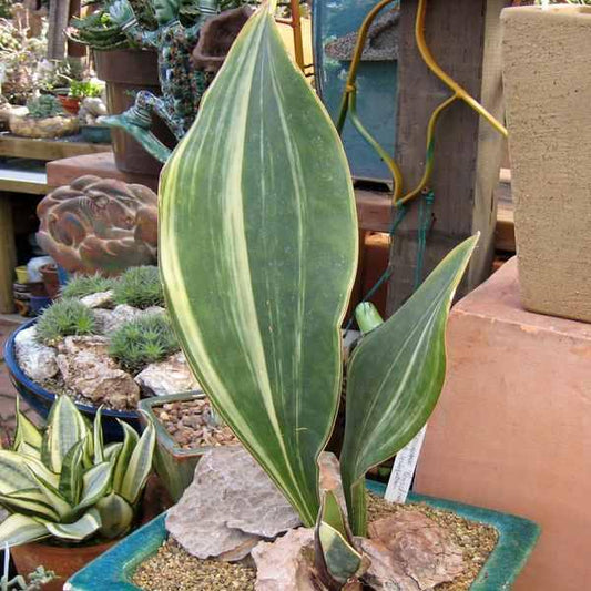Sansevieria Masoniana - View 18 from www redcrocus com