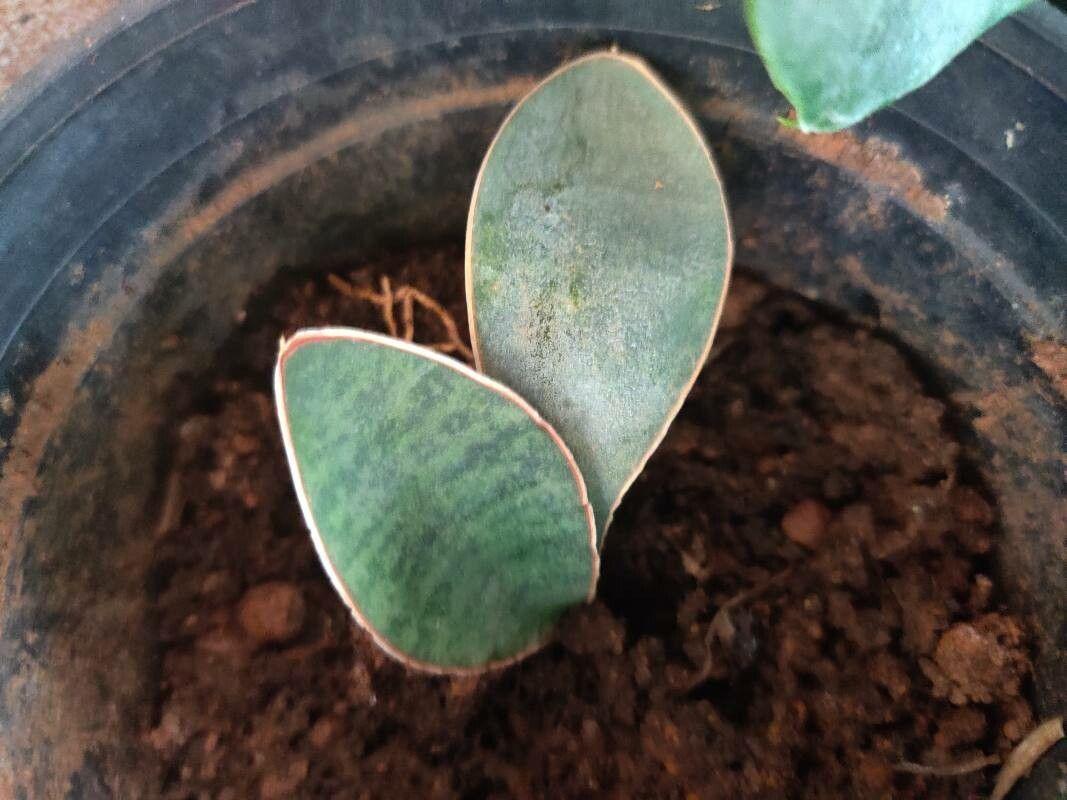 Sansevieria Masoniana - View 19 from www redcrocus com