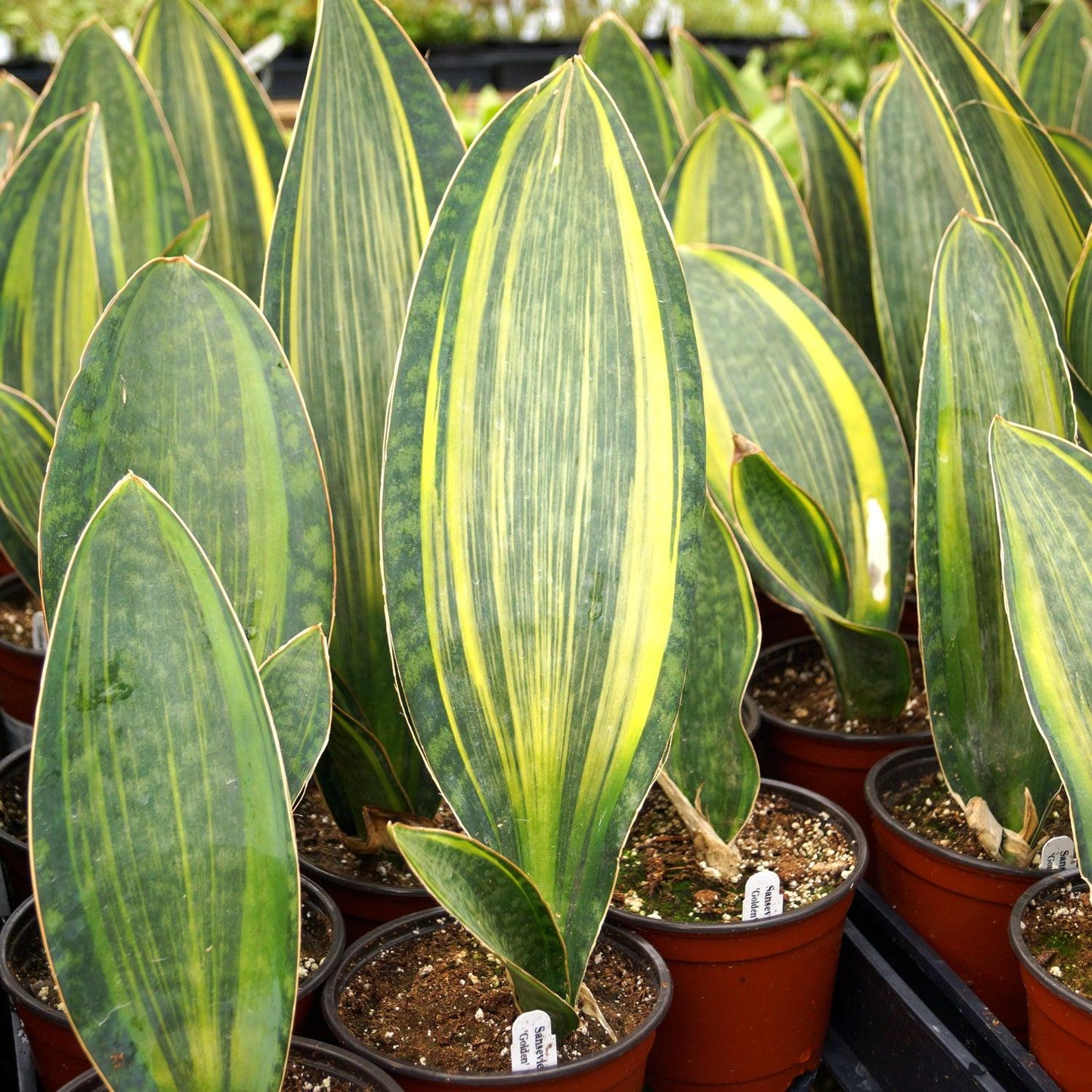 Sansevieria Masoniana - View 1 from www redcrocus com