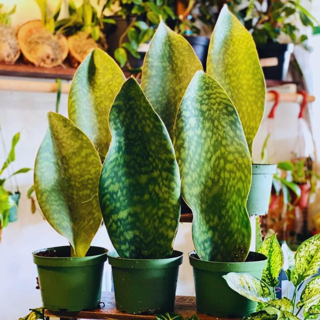 Sansevieria Masoniana - View 20 from www redcrocus com