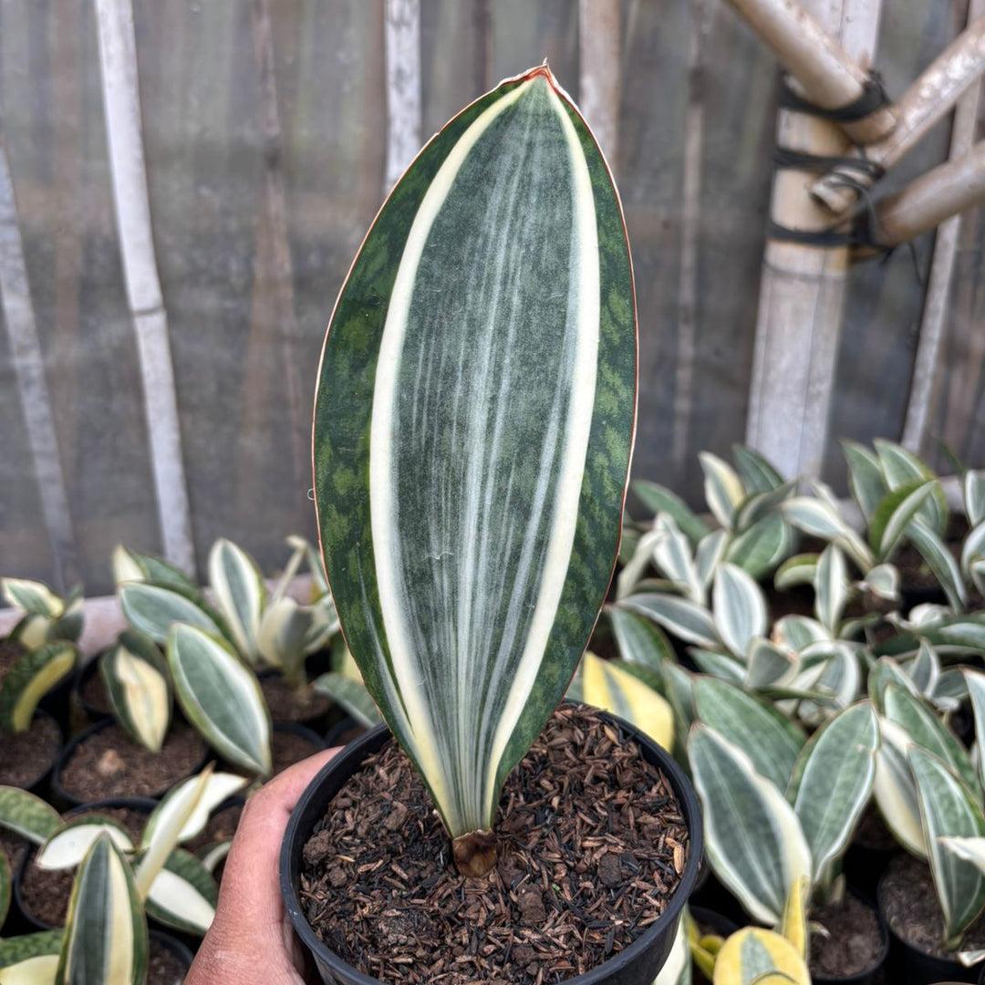 Sansevieria Masoniana - View 21 from www redcrocus com