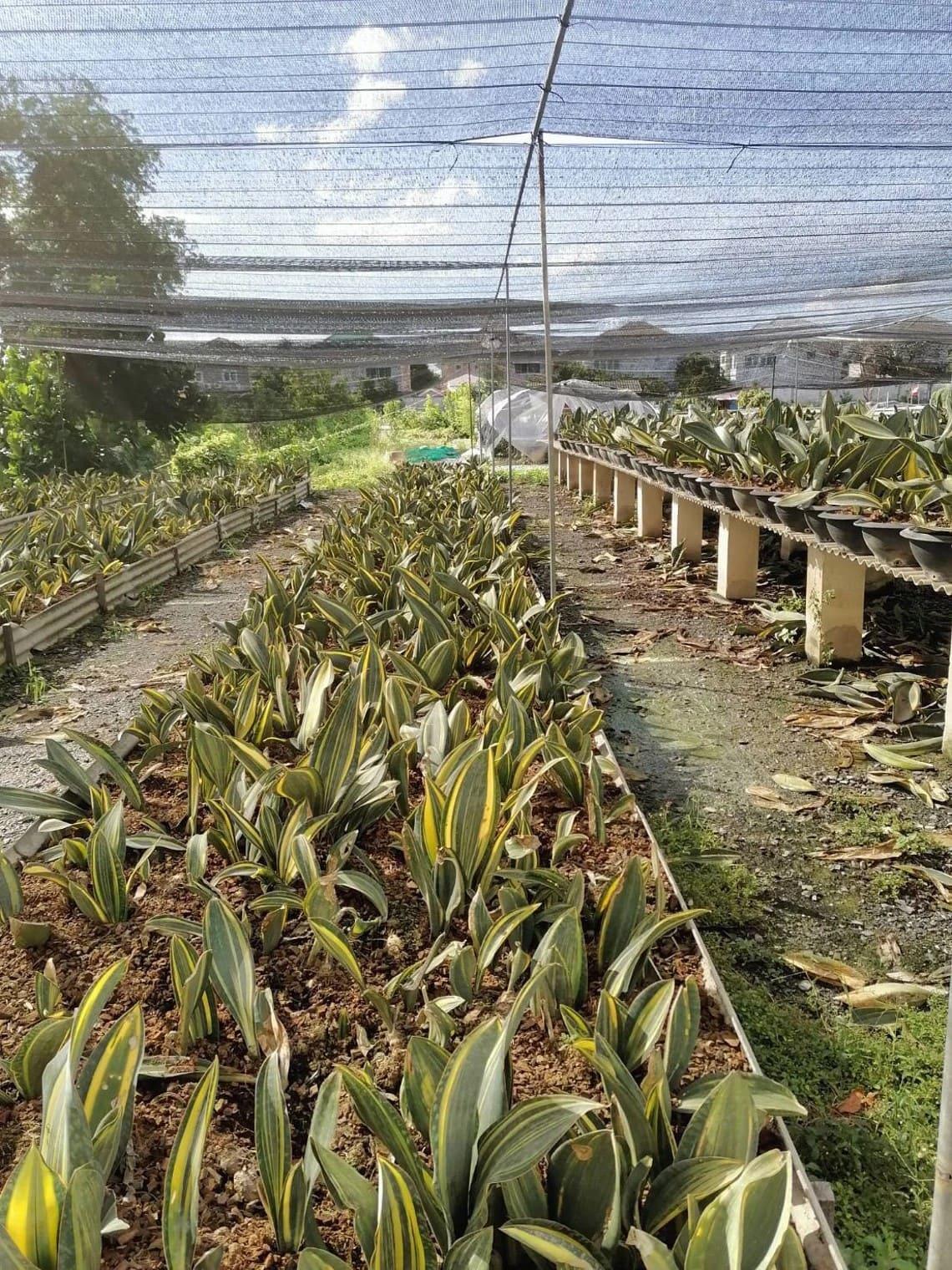 Sansevieria Masoniana - View 22 from www redcrocus com