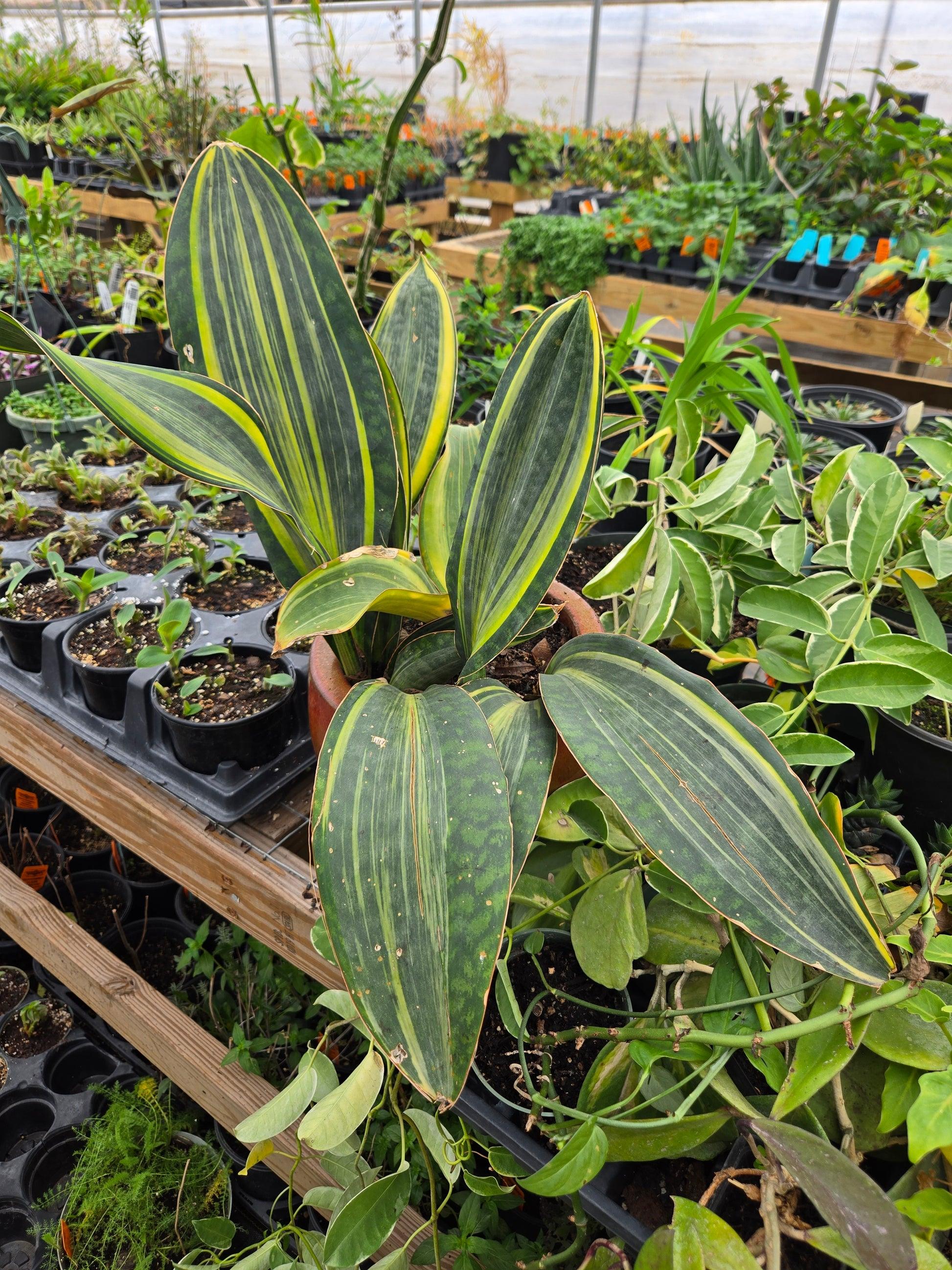 Sansevieria Masoniana - View 24 from www redcrocus com