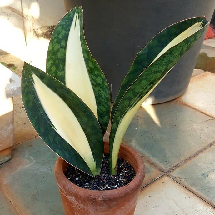 Sansevieria Masoniana - View 25 from www redcrocus com