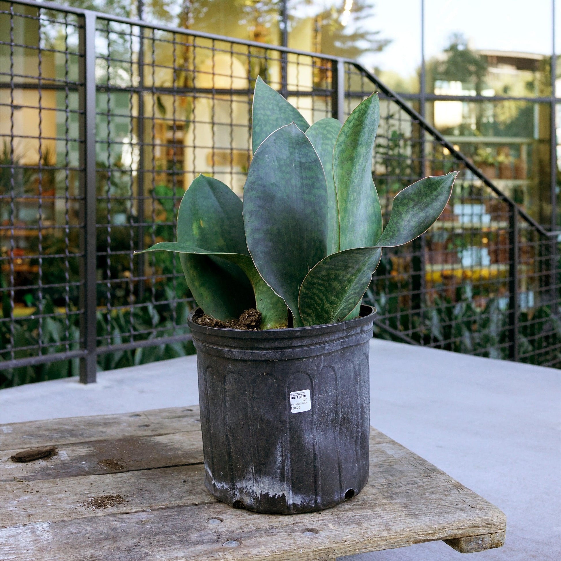 Sansevieria Masoniana - View 2 from www redcrocus com