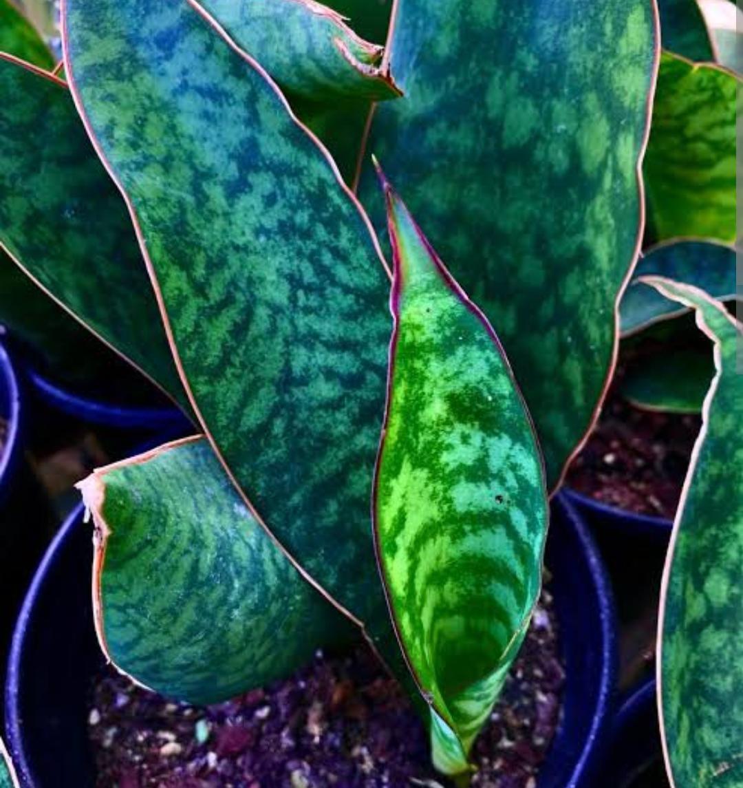 Sansevieria Masoniana - View 6 from www redcrocus com