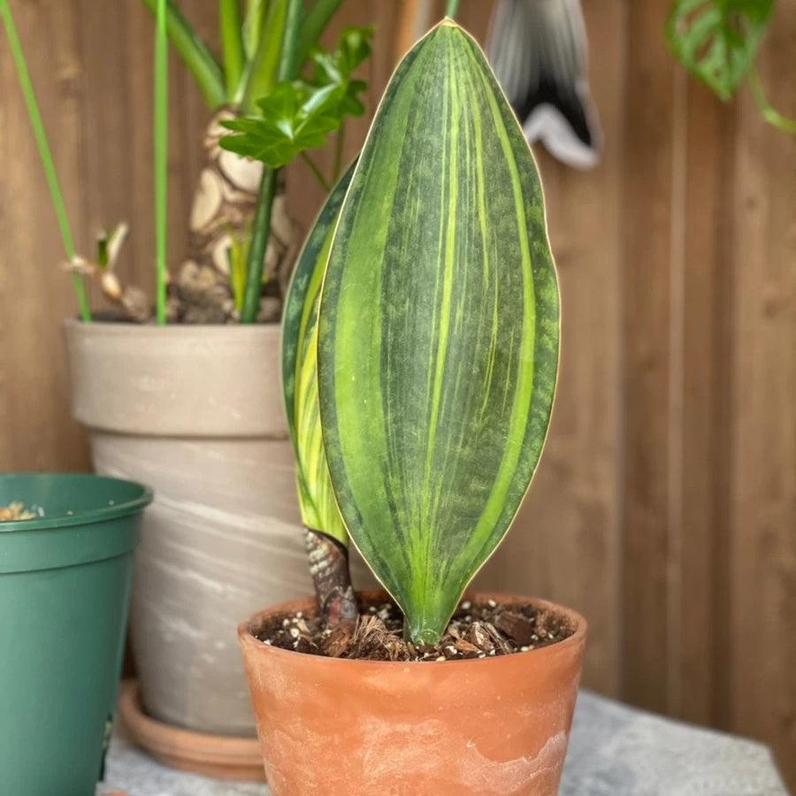 Sansevieria Masoniana - View 8 from www redcrocus com