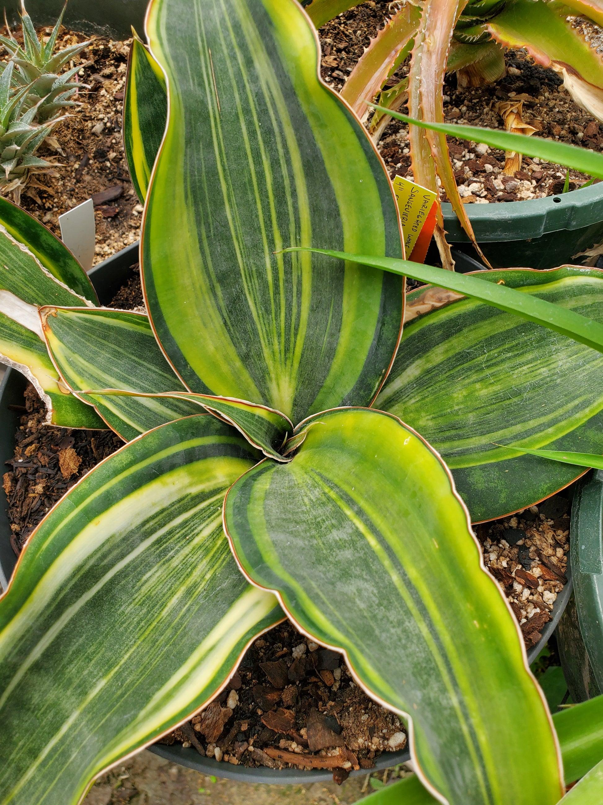 Sansevieria Masoniana - View 9 from www redcrocus com